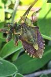 Carpocoris purpureipennis