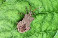Coreus marginatus