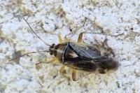 Harpocera thoracica