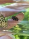 Cercopis intermedia