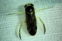 Sigara striata