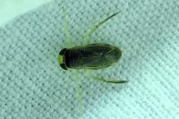 Sigara striata
