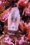Cymus melanocephalus