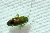 Dichrooscytus gustavi