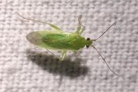 Orthotylus marginalis