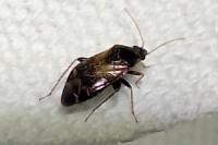 Psallus varians