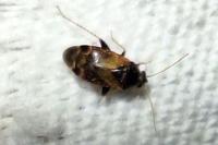 Psallus varians