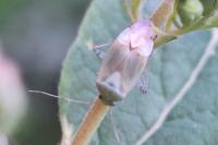 Apolygus spinolae
