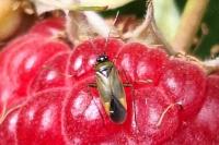 Plagiognathus arbustorum