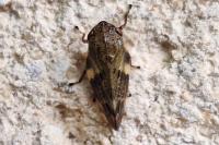 Aphrophora alni