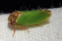 Iassus lanio