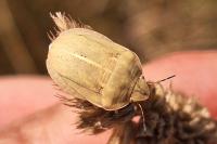 Eurygaster austriaca