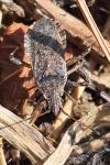 Ceraleptus gracilicornis