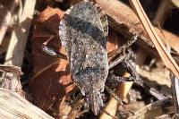 Ceraleptus gracilicornis