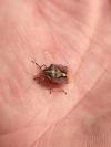 Dolycoris baccarum