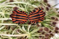 Graphosoma italicum