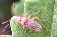 Rhopalus parumpunctatus
