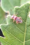 Rhopalus parumpunctatus