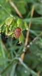 Graphosoma italicum