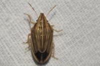 Aelia acuminata