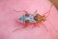 Rhopalus subrufus