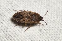 Emblethis denticollis