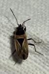 Xanthochilus quadratus