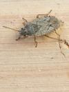 Emblethis denticollis