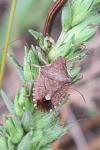 Peribalus strictus