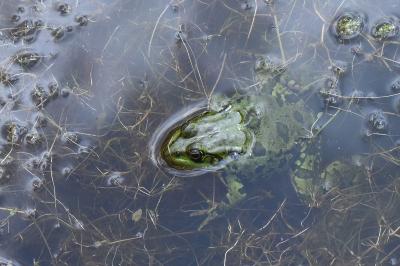 Grenouille verte 