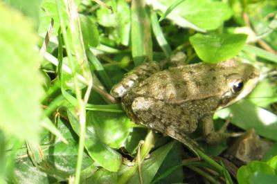 Grenouille verte 