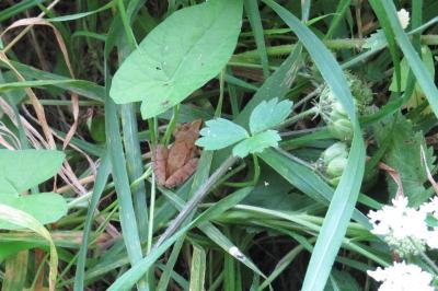 Grenouille agile 