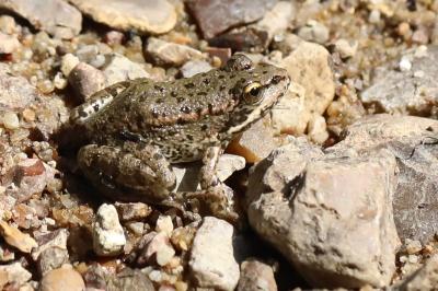 Grenouille verte 