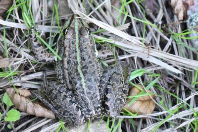 Pelophylax kl. esculentus