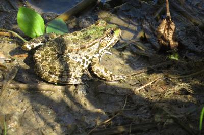 Grenouille verte 