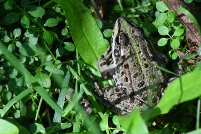 Grenouille verte 