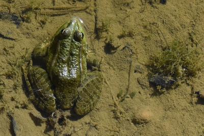 Grenouille verte 