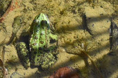Grenouille verte 