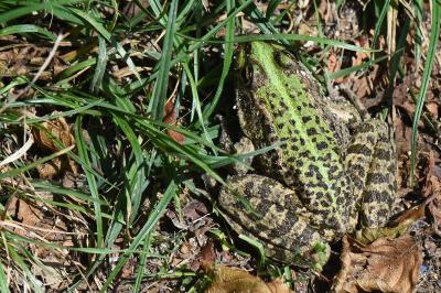 Grenouille verte 