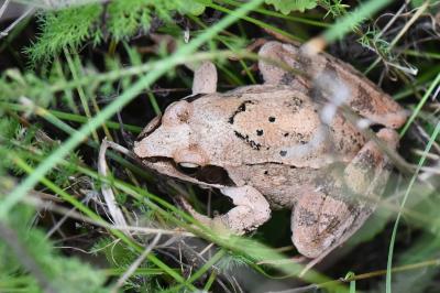 Grenouille agile 