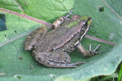 Pelophylax kl. esculentus