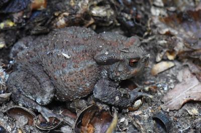 Crapaud
