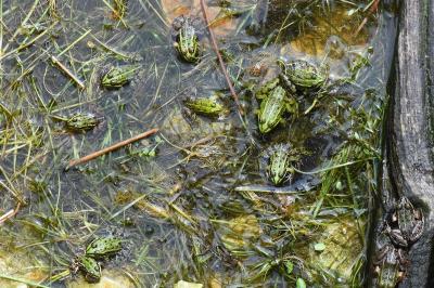 Grenouille verte 