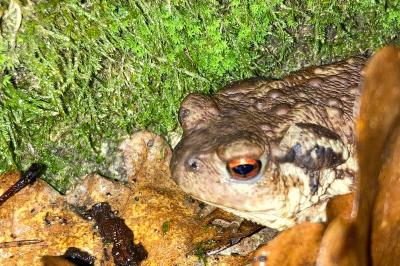 Crapaud épineux 