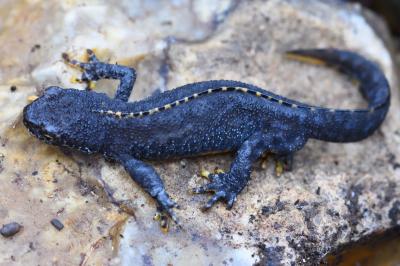 Triton alpestre 