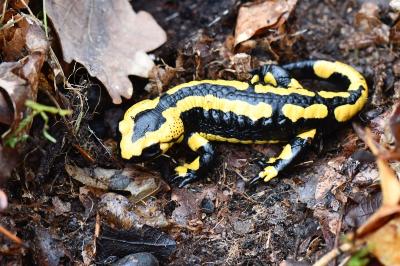 Salamandre tachetée 