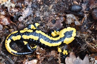 Salamandre tachetée 