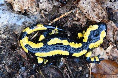 Salamandre tachetée 