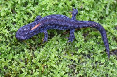 Triton alpestre 