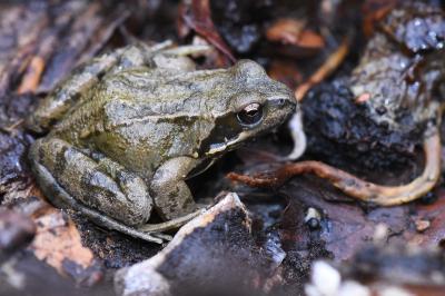 Grenouille rousse 